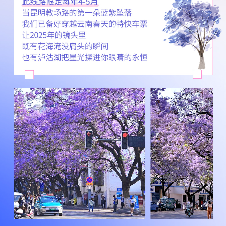 雲南昆明藍花楹與蒼洱瀘沽｜7天6晚2~7人小團（昆明+藍花楹+大理洱海+瀘沽湖+瀑布溫泉+西昌藍花楹+元謀土林）