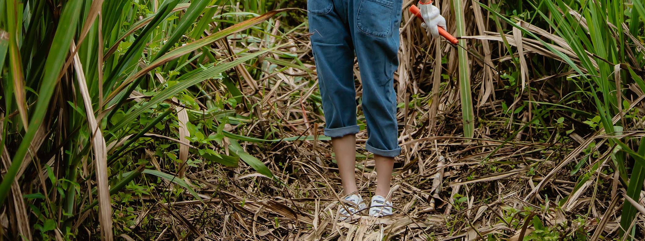 甘蔗農事體驗:當農夫採收製糖甘蔗,認識甘蔗的生長與知識,體驗如何採收、整理及清洗,最後享受別處喝不到的製糖品種甘蔗汁喔~! 甘蔗農事體驗:當農夫採收製糖甘蔗,認識甘蔗的生長與知識,體驗如何採收、整理及清洗,最後享受別處喝不到的製糖品種甘蔗汁喔~!