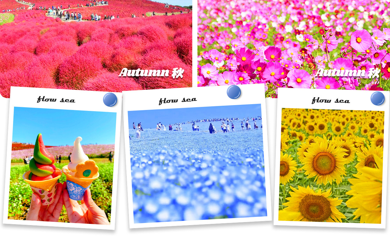 國營常陸海濱公園——四季花海交織的夢幻樂園,以粉蝶花與掃帚草聞名,是日本人氣極高的賞花聖地。 國營常陸海濱公園——四季花海交織的夢幻樂園,以粉蝶花與掃帚草聞名,是日本人氣極高的賞花聖地。