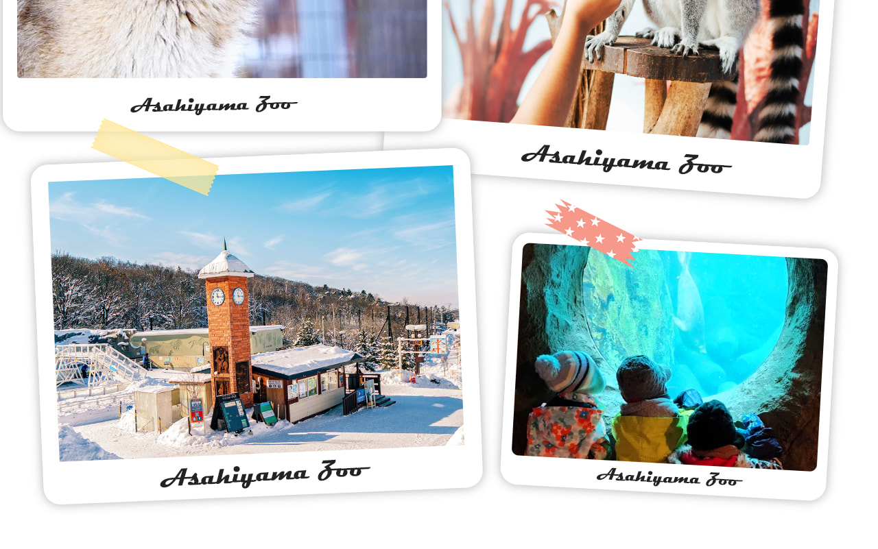 北海道旭山動物園以“讓動物展現自然行為”的沉浸式展示聞名，是日本最具特色的人氣動物園之一。冬季還有企鵝散步等限定表演哦~