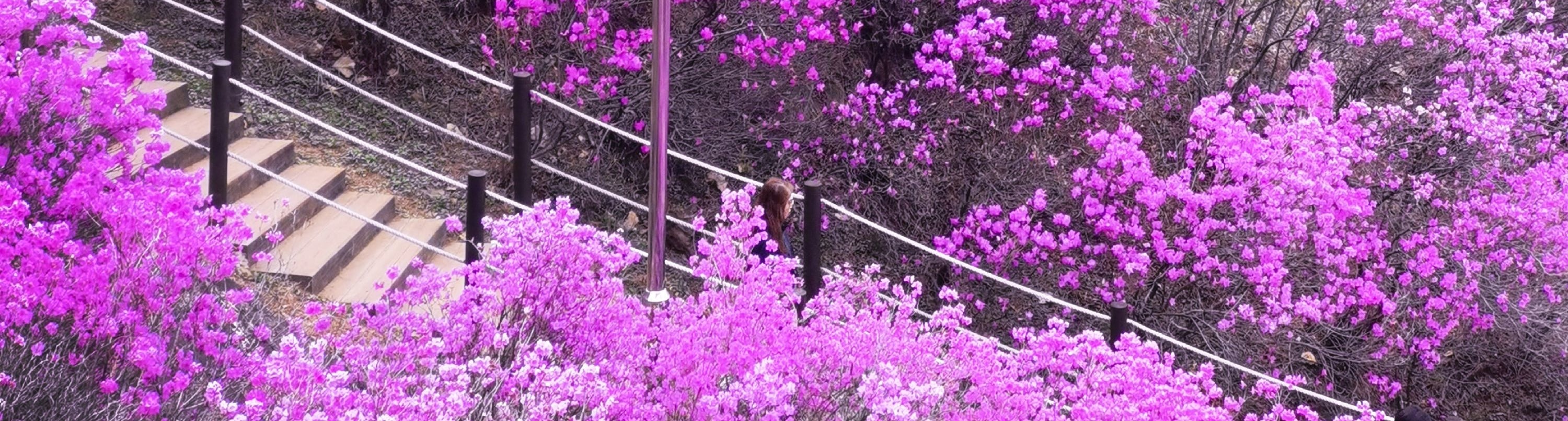 欣賞薰衣草、紫藤、丁香等花田，它們全都呈現出令人驚歎的紫色色調。這景象一定會讓你心花怒放！🌷