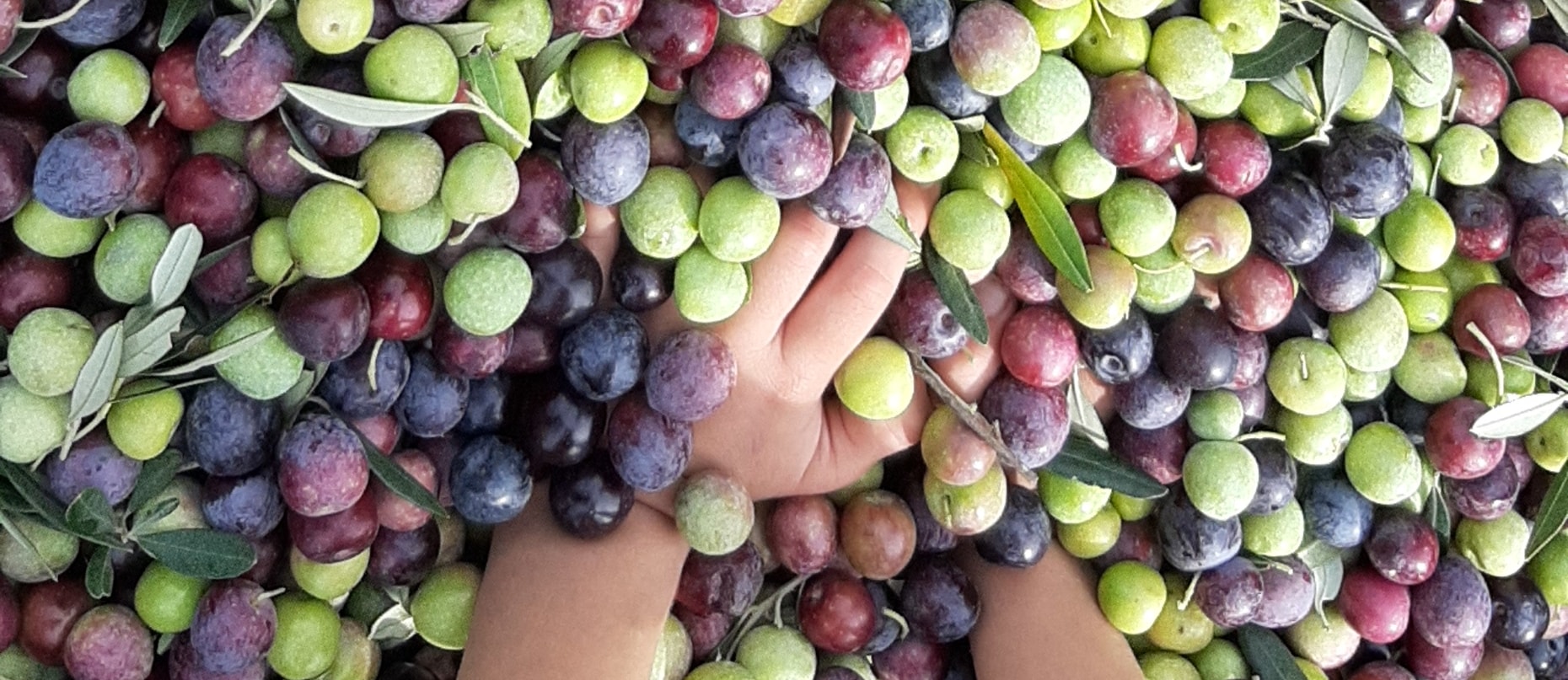 Olives