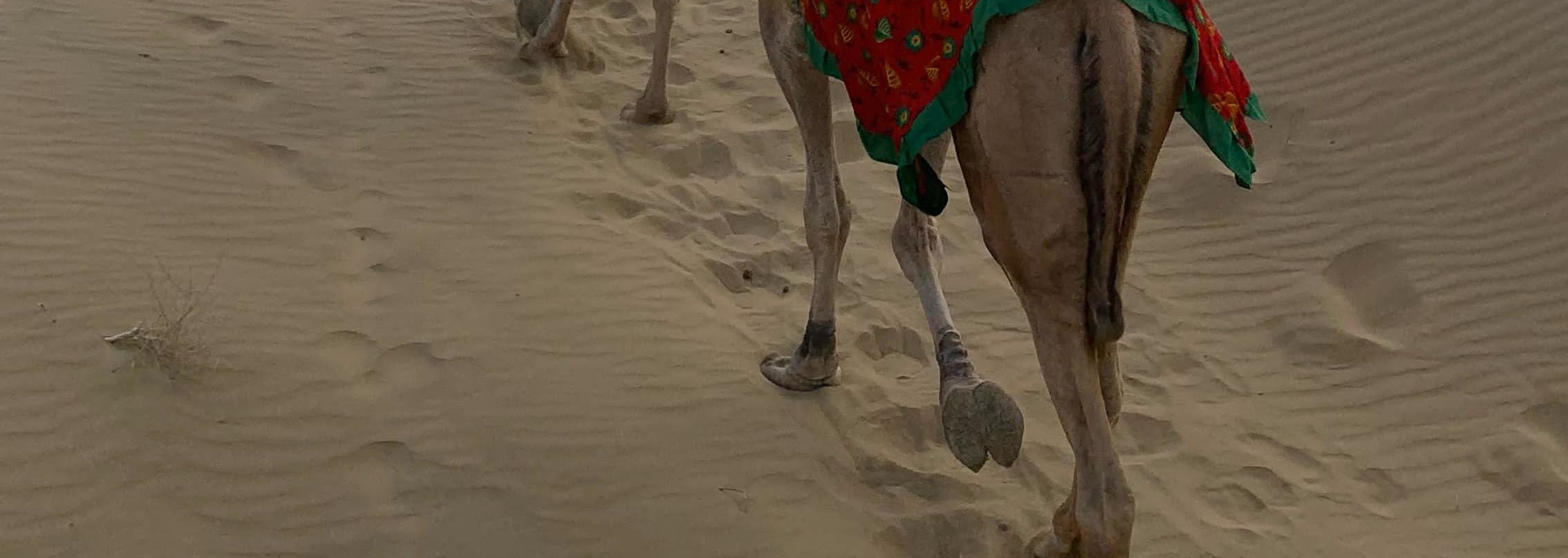 Nomadic Non-Touristic Overnight Camel & Desert Safari Tour