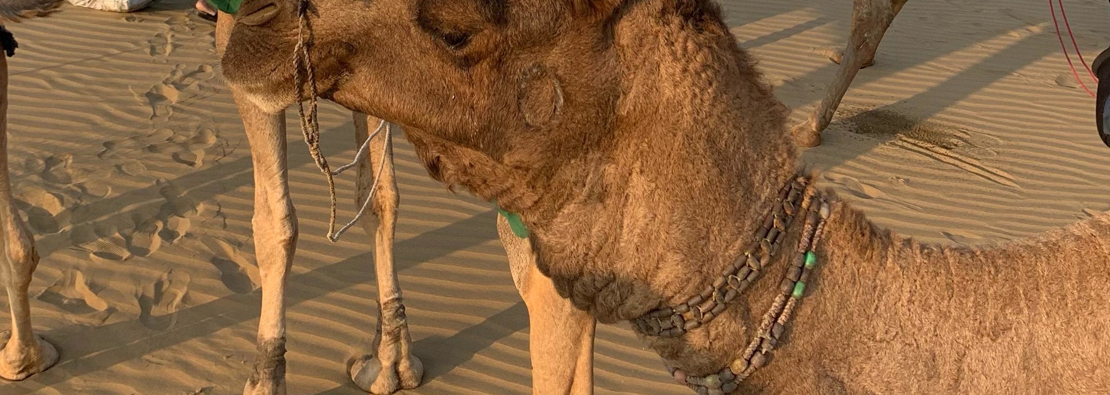 Nomadic Non-Touristic Overnight Camel & Desert Safari Tour