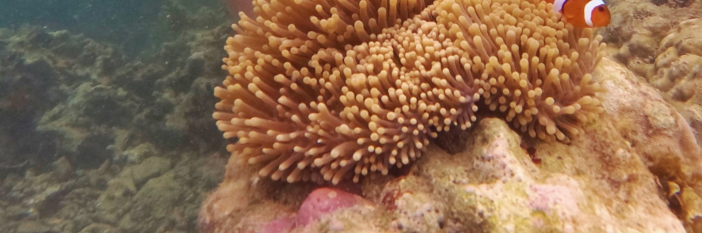 民丹島紅樹林 / 拉戈伊野生動物園 / 沙丘 & 藍湖 / 浮潛一日遊