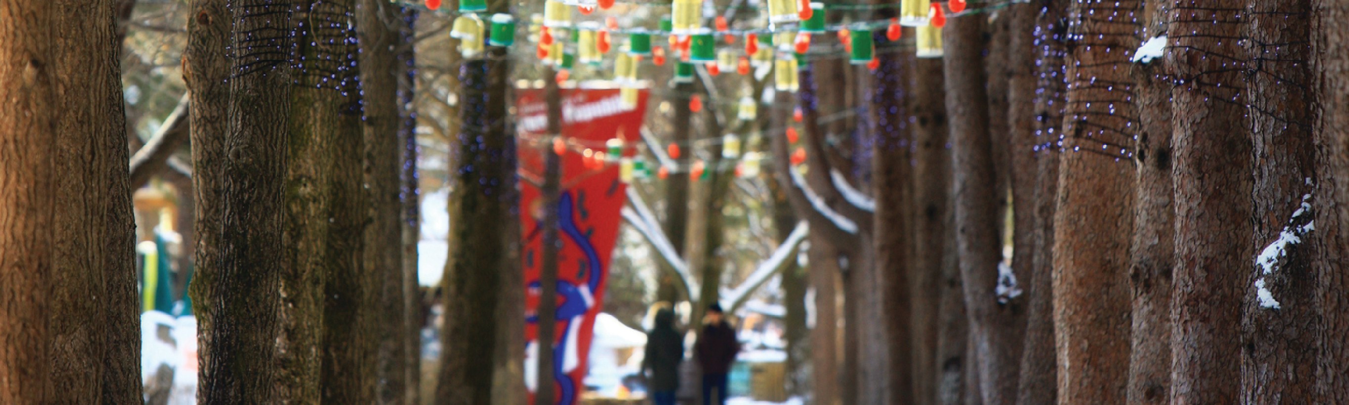 南怡島 (Nami Island) & 伊甸園冰雪世界 (Eobi Ice Valley) & 全景場 (Panorama Field) &  晨靜樹木園 (Morning Calm) 旅遊