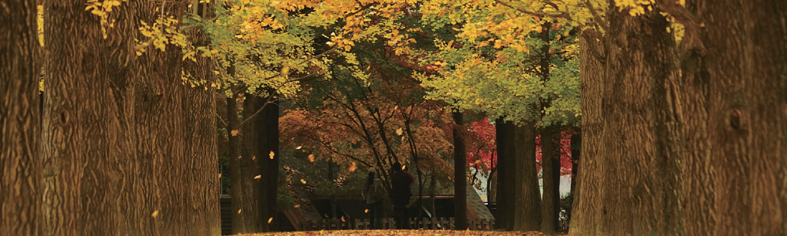 Nami Island & Happy Panorama Field & Morning Calm & Railbike