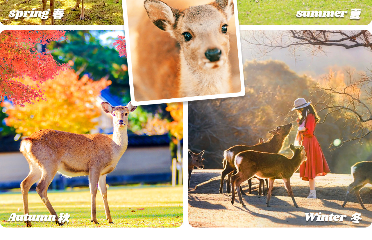 奈良公園是人與鹿和諧共處的天然樂園,彙集東大寺、春日大社等名勝,漫步其間盡享古都寧靜與自然之美。 奈良公園是人與鹿和諧共處的天然樂園,彙集東大寺、春日大社等名勝,漫步其間盡享古都寧靜與自然之美。
