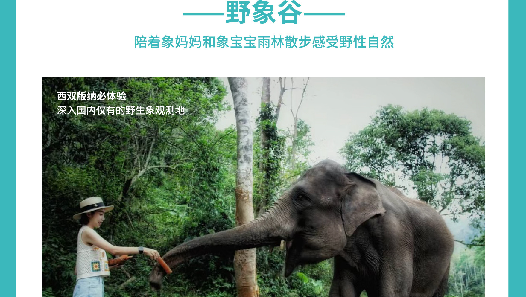 雲南西雙版納景邁山野奢度假5日（雨林牧象+星光夜市+世遺景邁山茶林徒步+小粒咖啡+翁基糯幹古寨local walk+火塘烤茶+雲海日出）