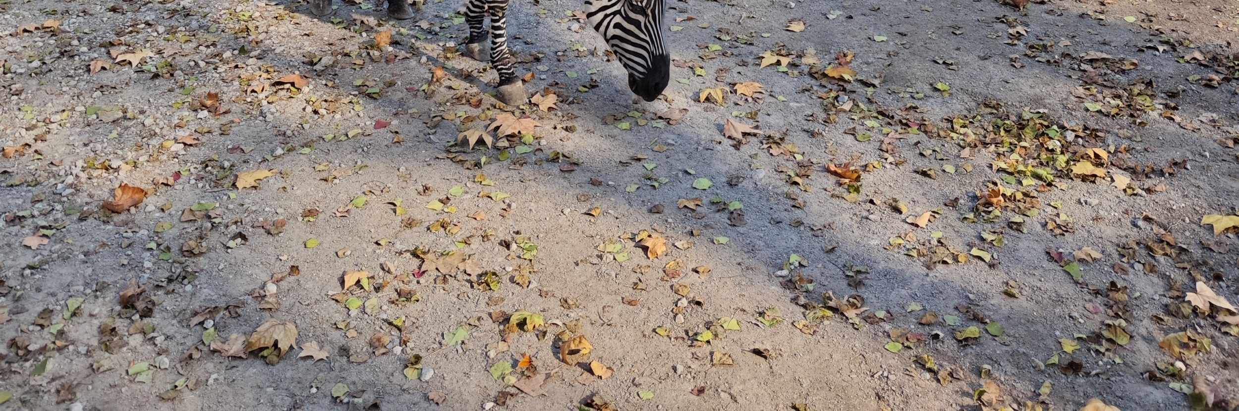 上海水鄉朱家角上海動物園大熊貓一日遊 私人導覽