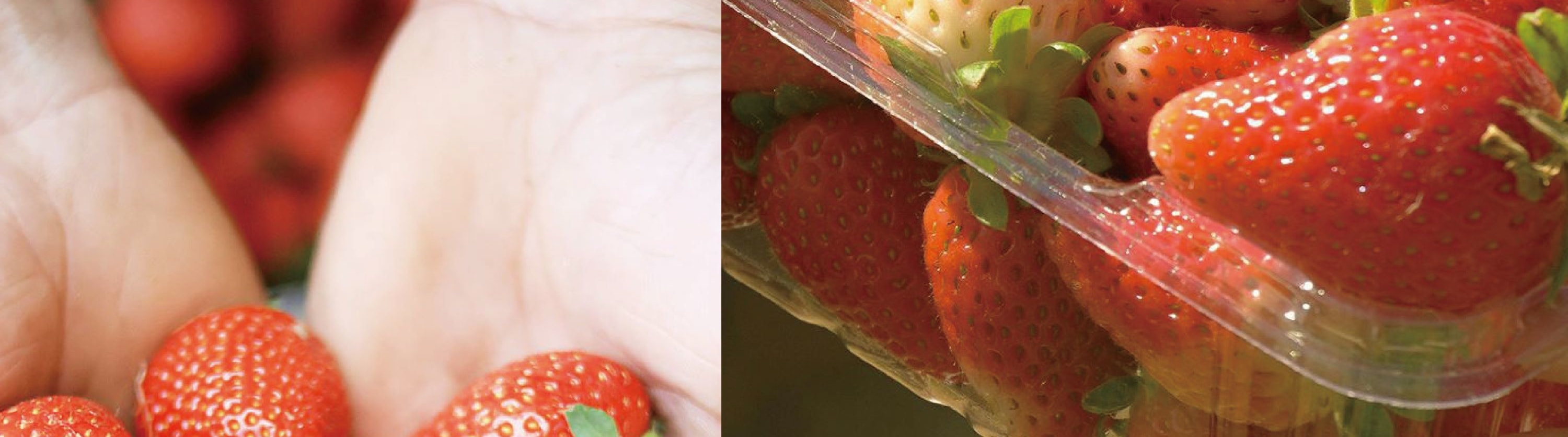 Cheongyang Ice Festival & Nami & Eobi Ice Valley & Strawberry Tour