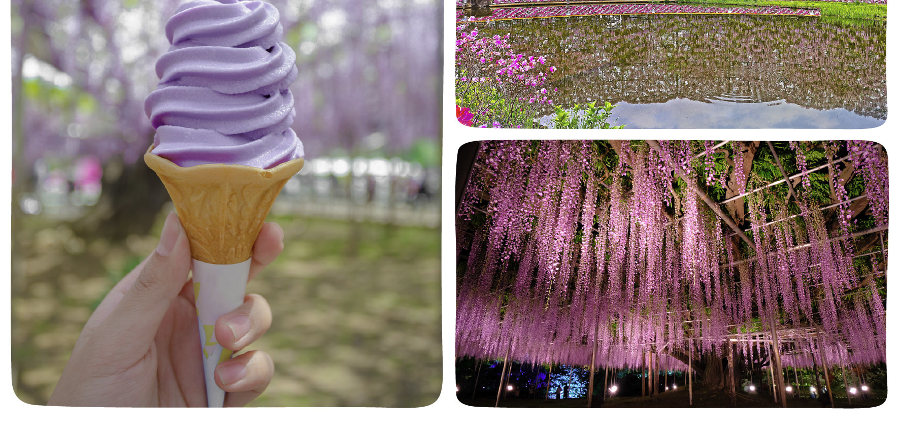 季節限定: 國營常陸海濱公園 & 足利花卉公園一日遊 (東京出發)