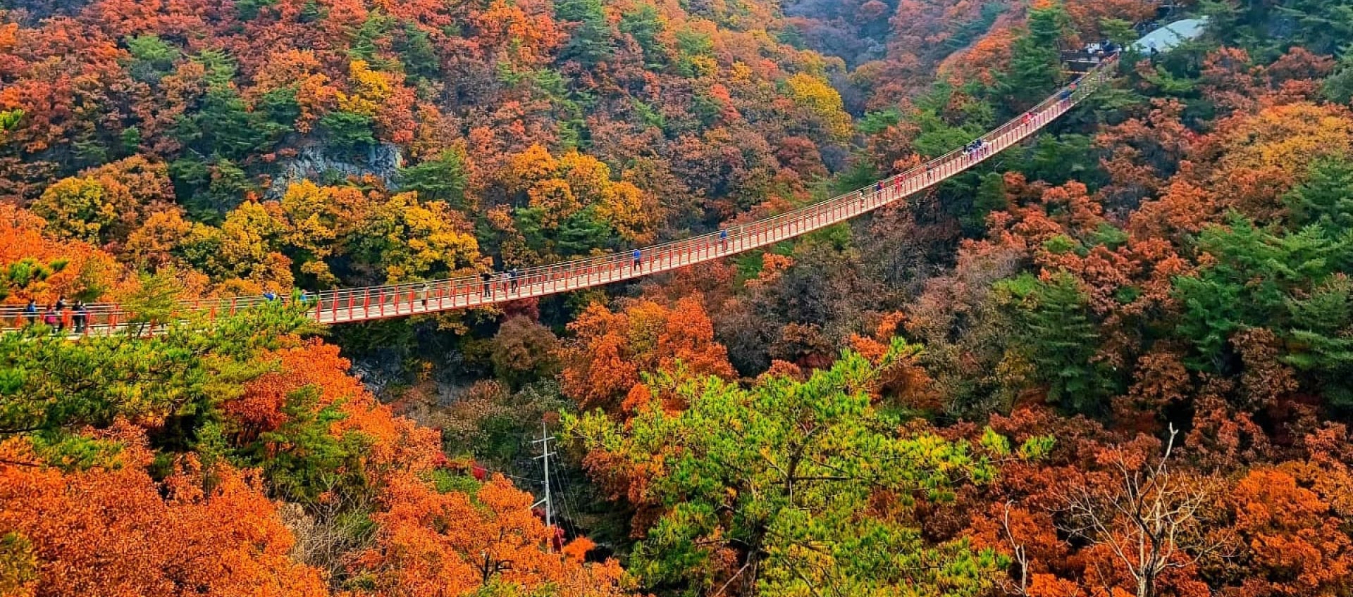 在金黃與火紅交織的美景中,知名的紺岳山吊橋 (Gamaksan Suspension Bridge) 成為攝影愛好者的夢幻天堂。 在金黃與火紅交織的美景中,知名的紺岳山吊橋 (Gamaksan Suspension Bridge) 成為攝影愛好者的夢幻天堂。