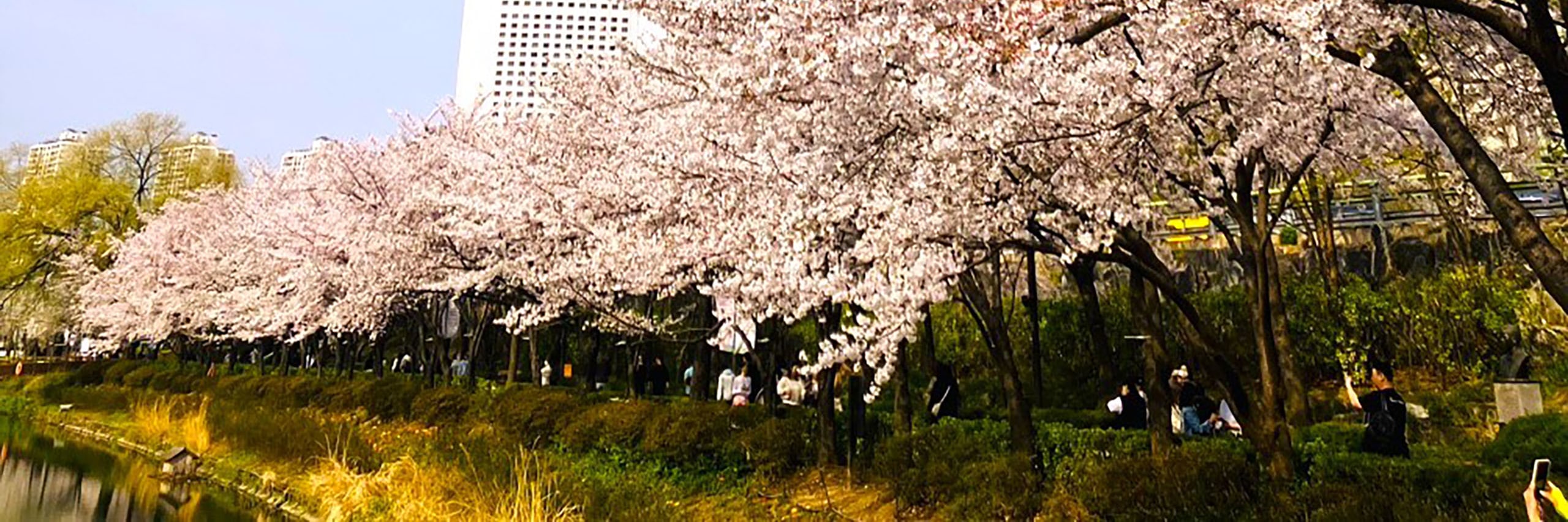 Our itinerary ensures you experience the most enchanting landscapes, creating lasting memories of Korea's stunning springtime beauty.