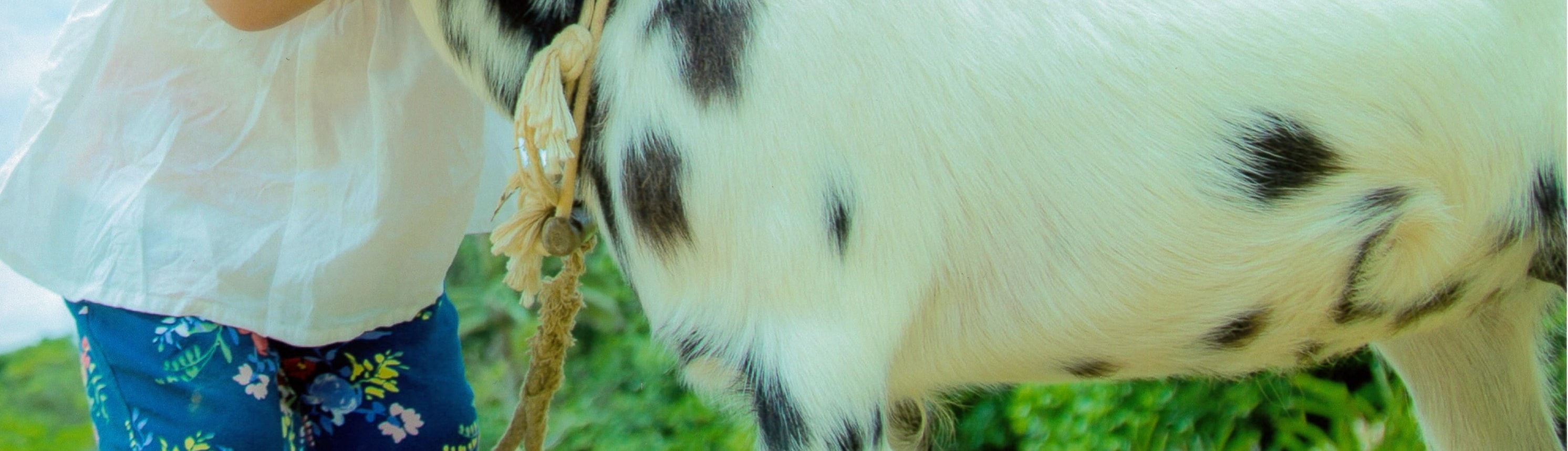 與公園的小奶牛和小山羊玩耍（如果有）