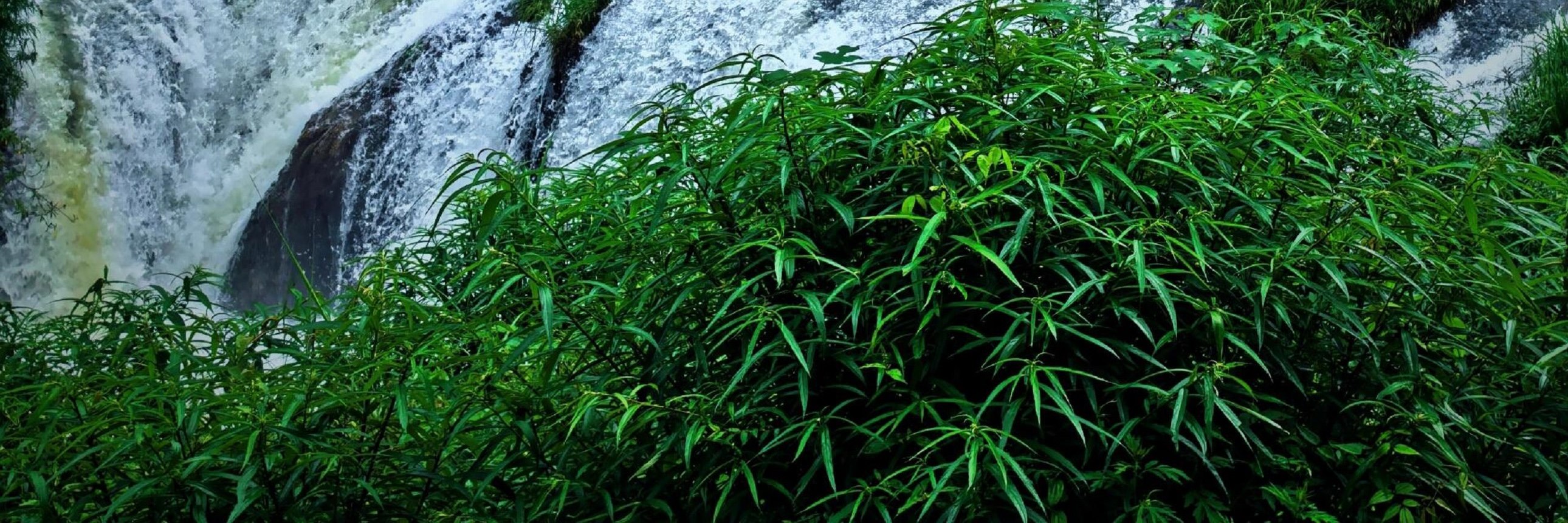層層疊疊的瀑布從巖壁間傾瀉而下，被茂密的深綠林木包裹著，清透的白練與濃郁的綠意相映成趣，像被大自然精心雕琢過的秘境。巖壁的肌理、瀑布的水霧、前景的青草叢，每一處細節都透著清新治癒的氣息，自帶靜謐又充滿生機的氛圍感，一眼望去就讓人心曠神怡