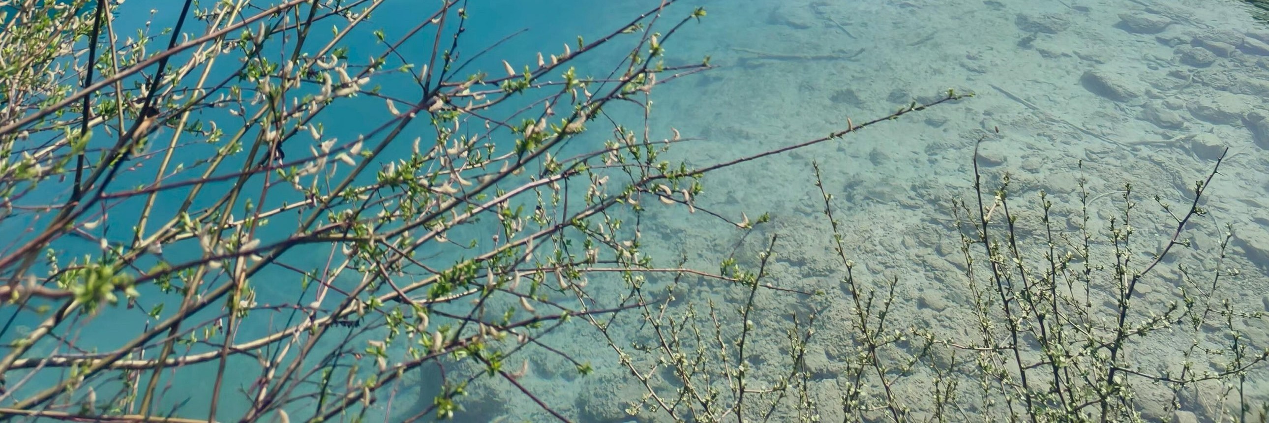 遠處雪山與近處蒼翠山林相映成趣，藍綠漸變的湖水靈動又治癒，滿是自然的清新感