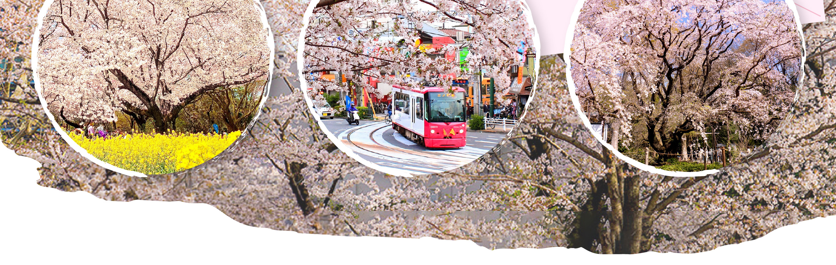 東京櫻花特輯：昭和紀念公園/六義園/飛鳥山