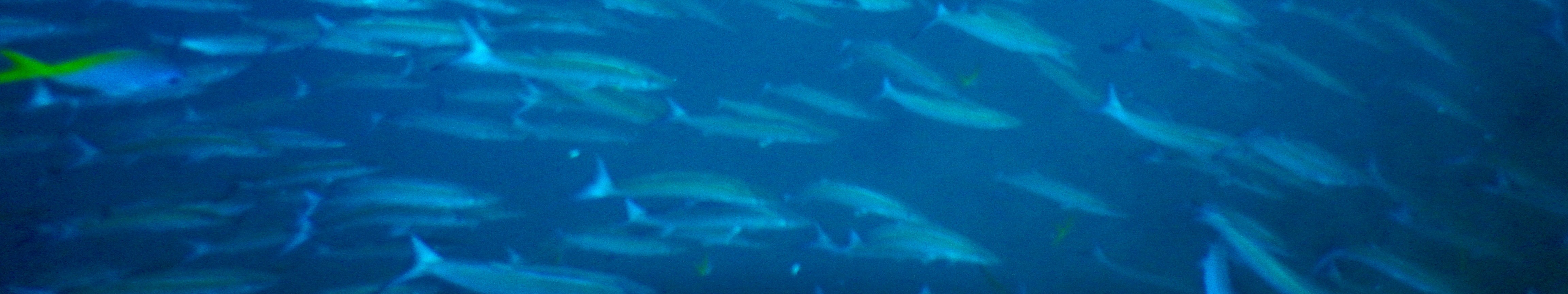 蘇梅島 PADI 五星潛水中心船帆岩潛水之旅