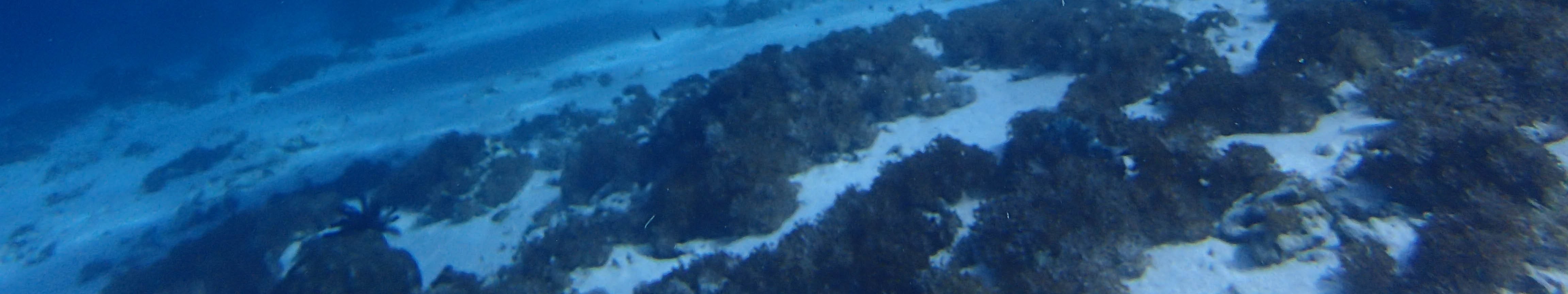 科莫多島開放水域潛水體驗（PADI五星級中心）