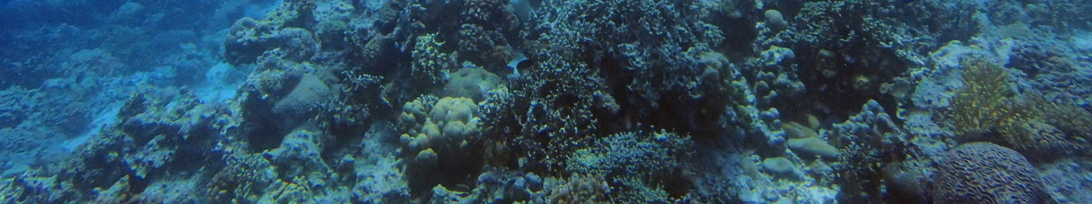 莫阿爾博阿爾PADI高級開放水域潛水體驗（PADI五星級潛水中心）