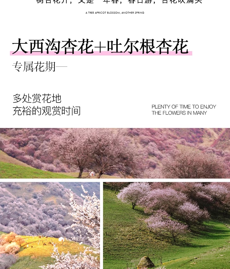 7-Day Xinjiang Yili Blossom Tour: Searching for Apricot Flowers in the Tianshan Mountains (Photography Leader Accompanied Entry to Scenic Area + Off-Road Secret Spots + Daxi Valley Apricot Blossoms + Turgen Apricot Blossoms + Kazakh Afternoon Tea + Sayram
