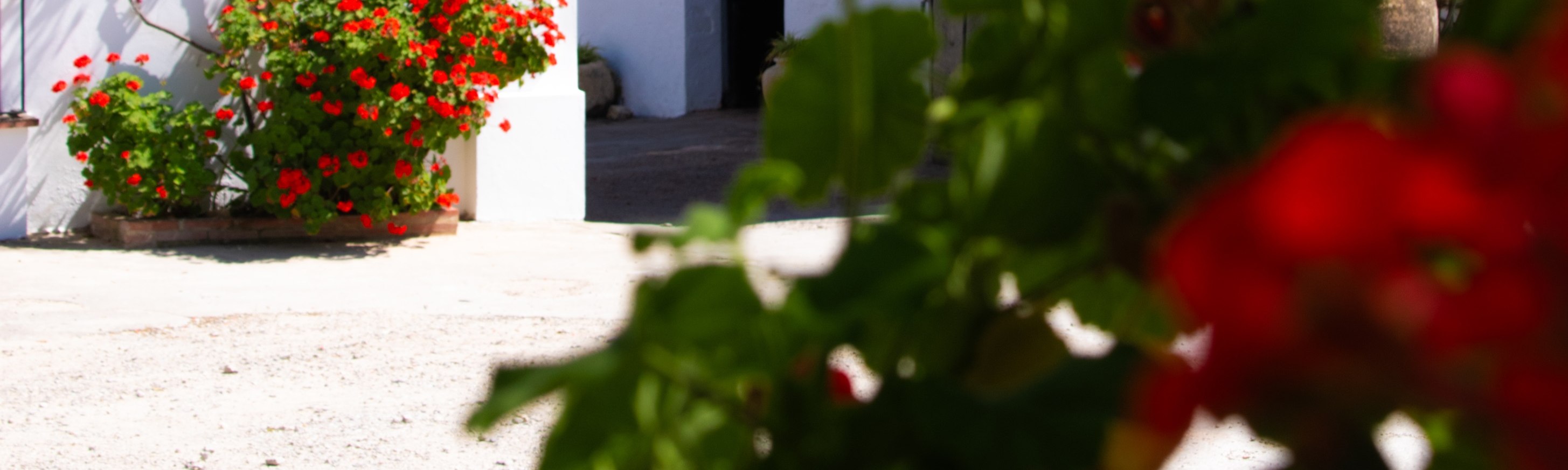 Seville El Callejón Private Olive Oil Mill 2-Hour Tour - Thumbnail 22