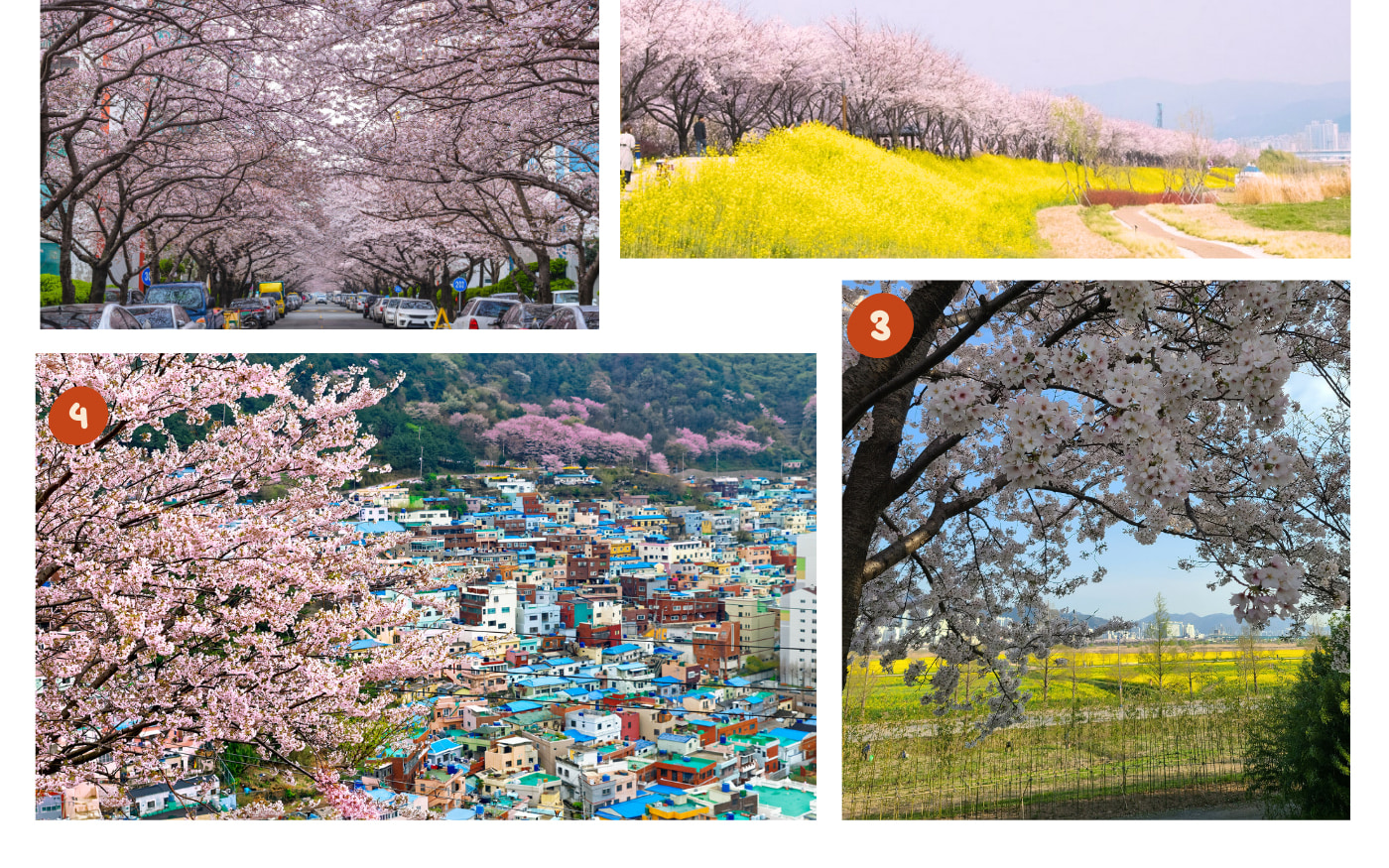 釜山賞櫻都市遊