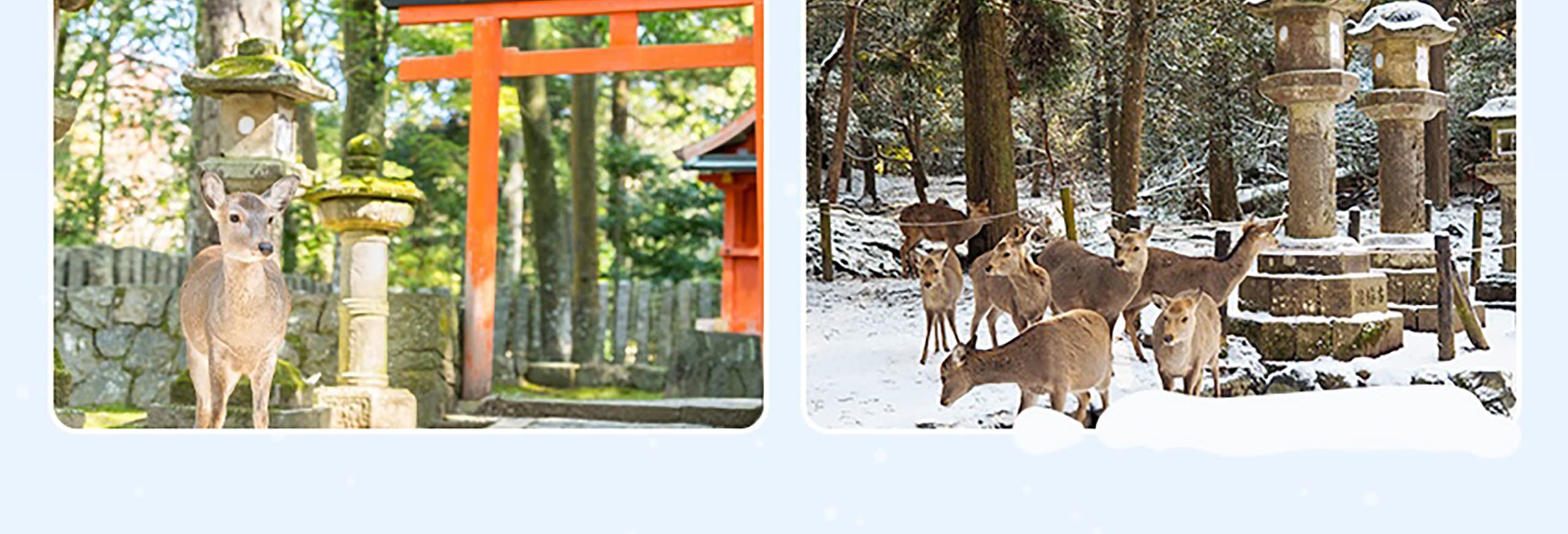 參觀奈良公園，在那裡您可以與自由漫步的鹿互動。