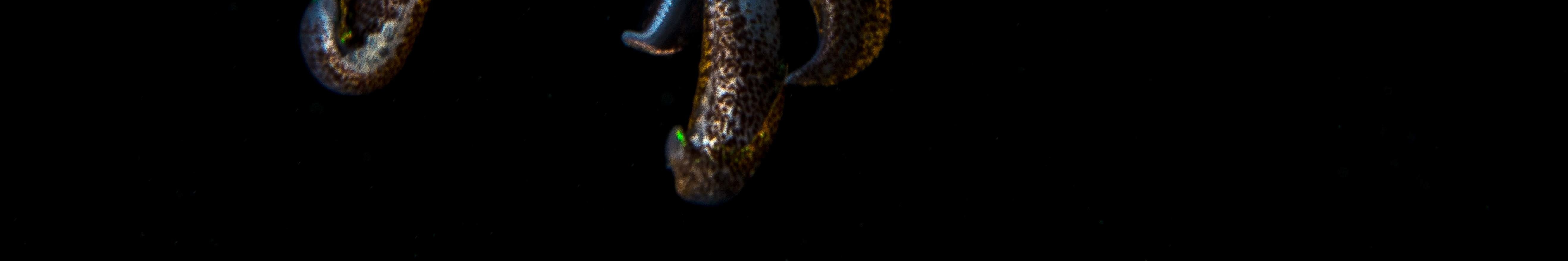 Night Dive in Cauayan