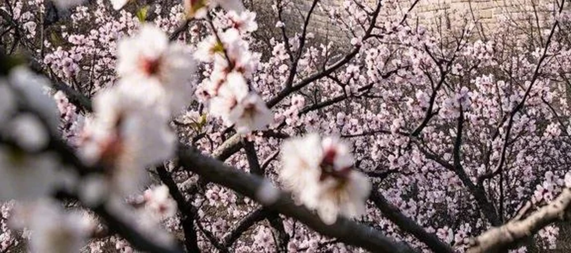 北京八達嶺長城+夢華長城表演一日遊（鳥巢+水立方+奧林匹克公園+含餐）