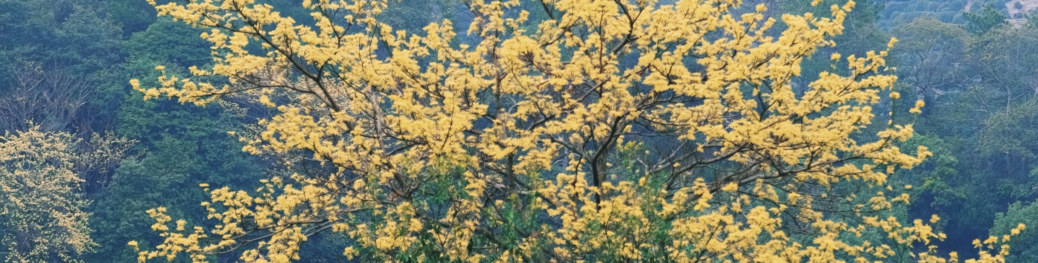 龍井村景色