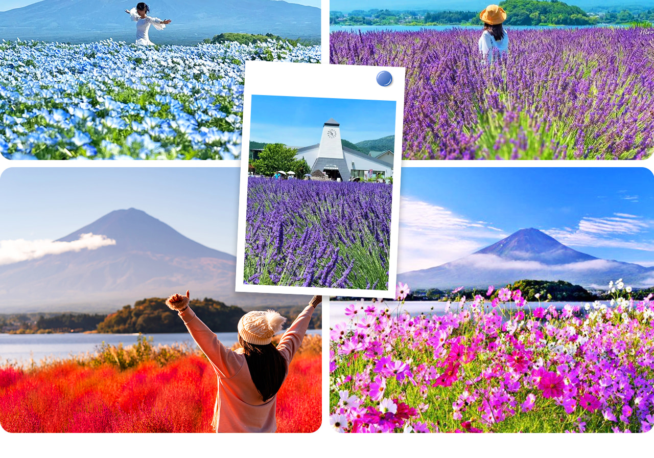 四季更迭的河口湖大石公園,春賞櫻、夏看薰衣草、秋觀掃帚草、冬望雪富士,處處皆是明信片般的絕景。 四季更迭的河口湖大石公園,春賞櫻、夏看薰衣草、秋觀掃帚草、冬望雪富士,處處皆是明信片般的絕景。