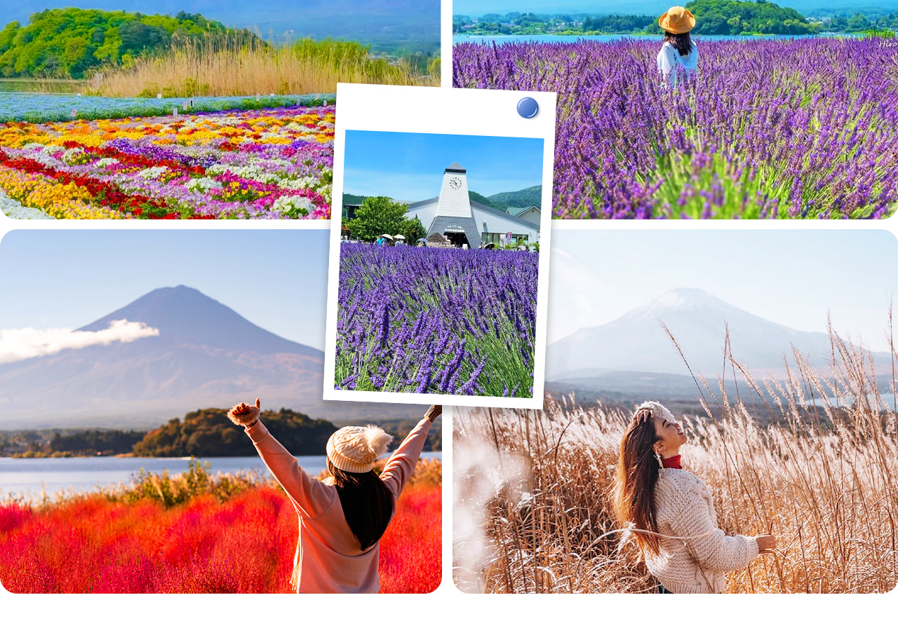 四季更迭的河口湖大石公園，春賞櫻、夏看薰衣草、秋觀掃帚草、冬望雪富士，處處皆是明信片般的絕景。