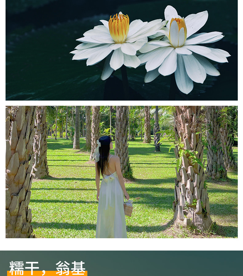 雲南版納往事6日（告莊夜市+傣族園+景邁山+中科院植物園+雨林徒步+野象谷+糯幹翁基古寨）