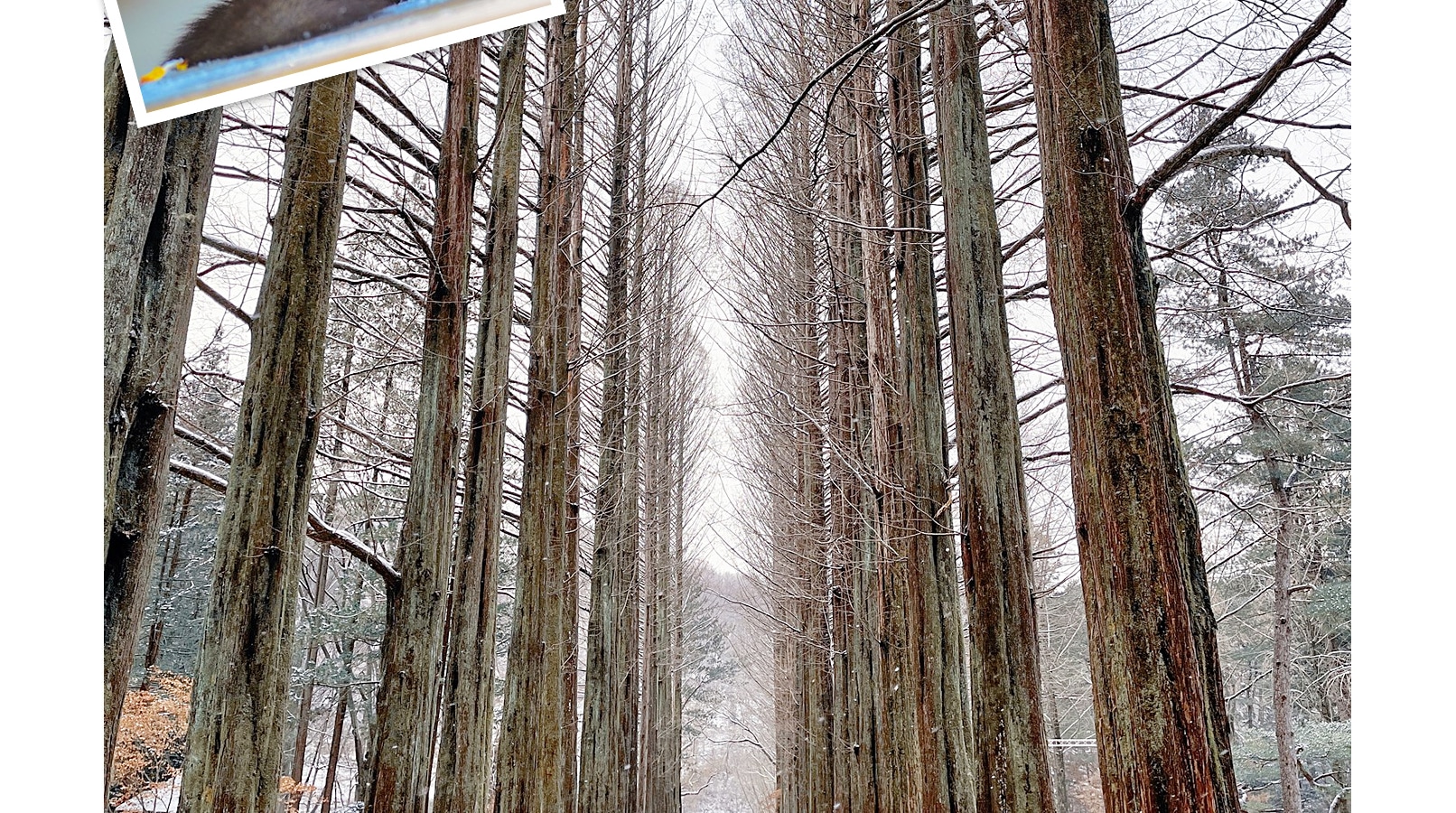 南怡島 / 埃歐比冰谷 / 伊利西昂滑雪場