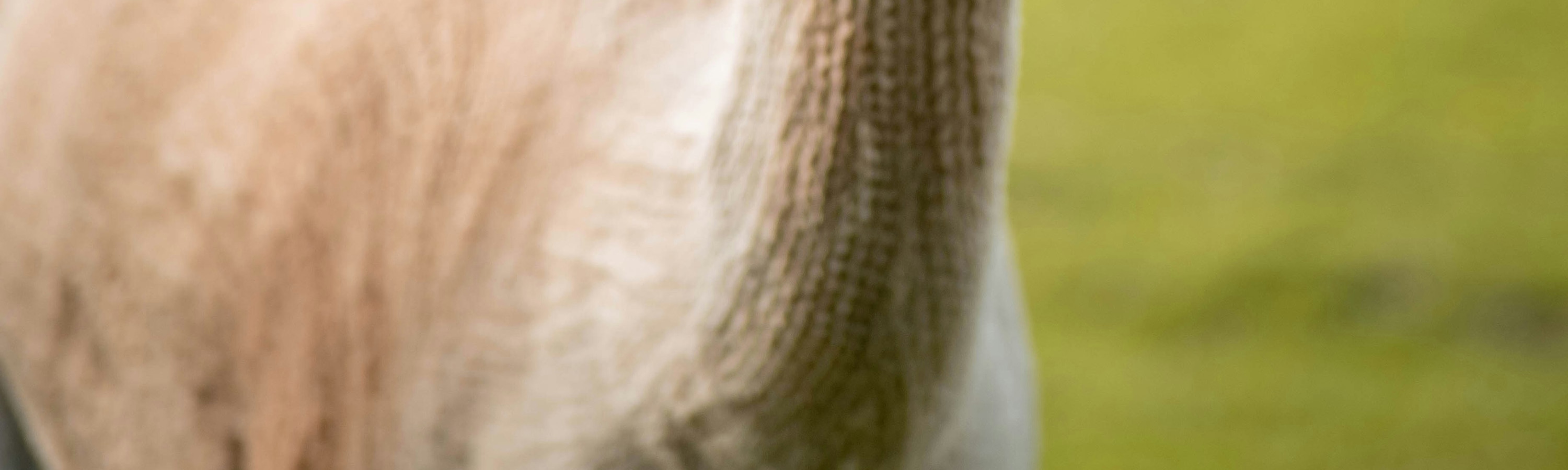 草泥馬和孩子們在一起的畫面真是太可愛了