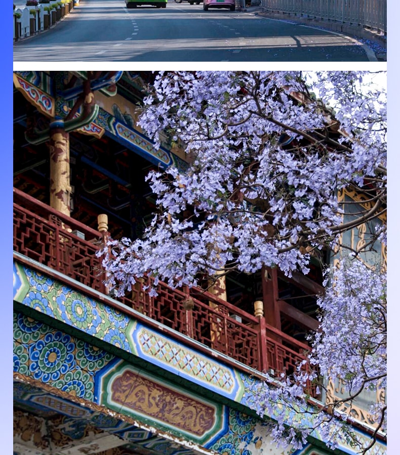 雲南昆明藍花楹與蒼洱瀘沽｜7天6晚2~7人小團（昆明+藍花楹+大理洱海+瀘沽湖+瀑布溫泉+西昌藍花楹+元謀土林）
