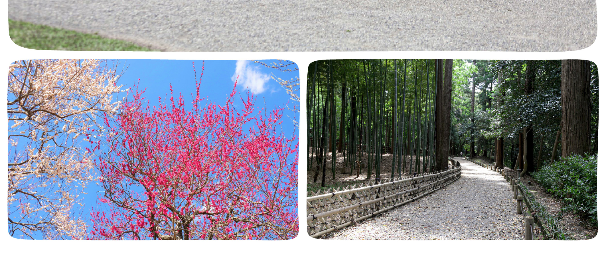 季節限定: 國營常陸海濱公園 & 足利花卉公園一日遊 (東京出發)