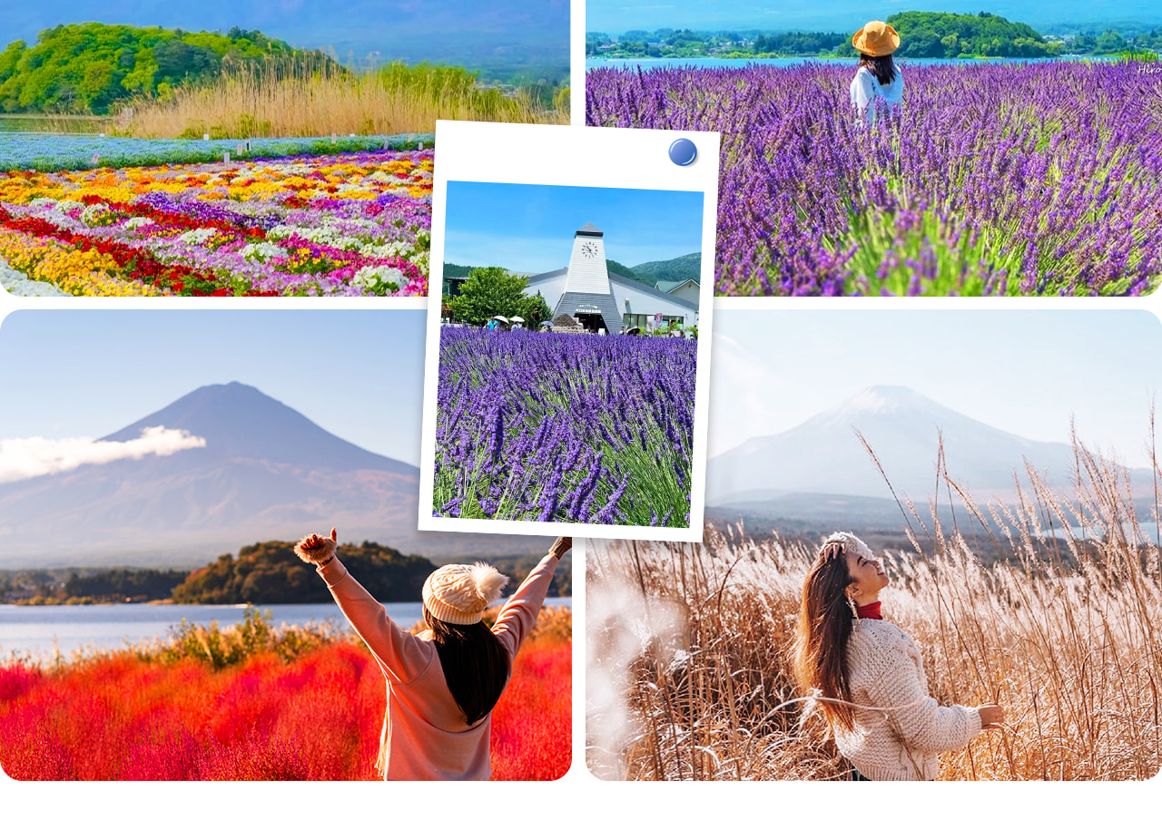 河口湖大石公園四季皆美，春賞櫻花、夏觀薰衣草、秋覽紅葉、冬看雪景，遠眺富士山盡收眼底。