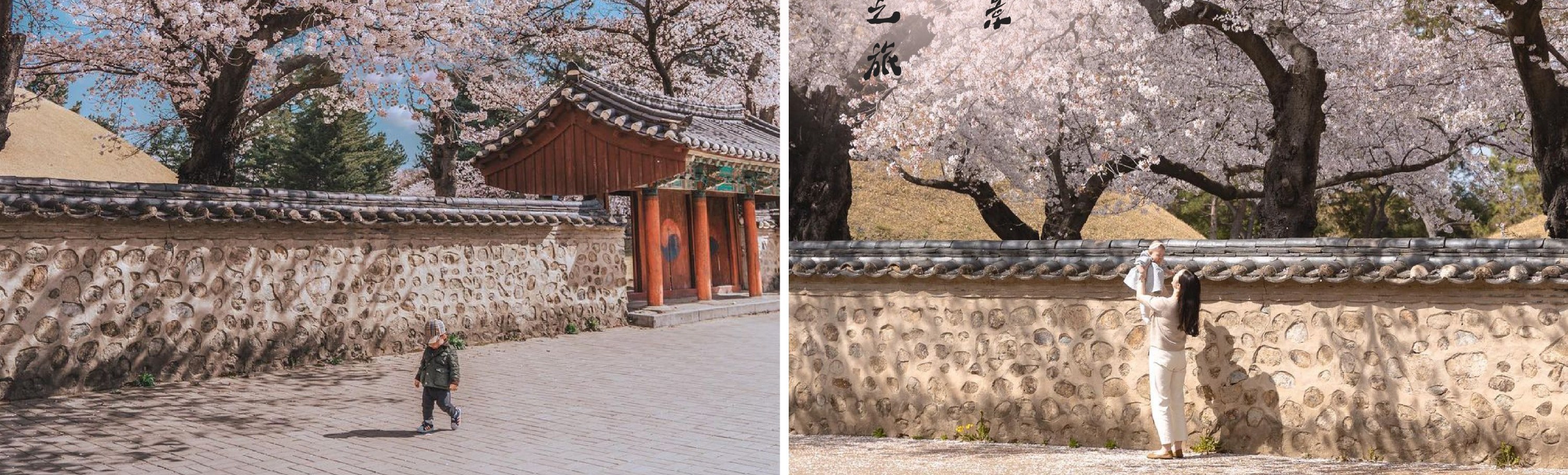 釜山 & 慶州一日遊（釜山出發）