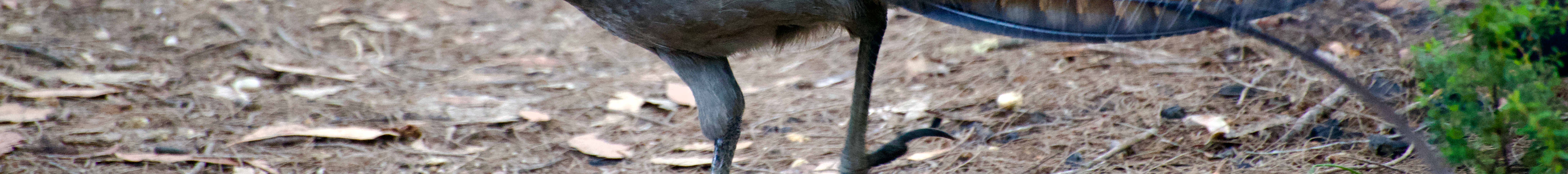 雪梨野生動物園一日遊（雪梨出發）