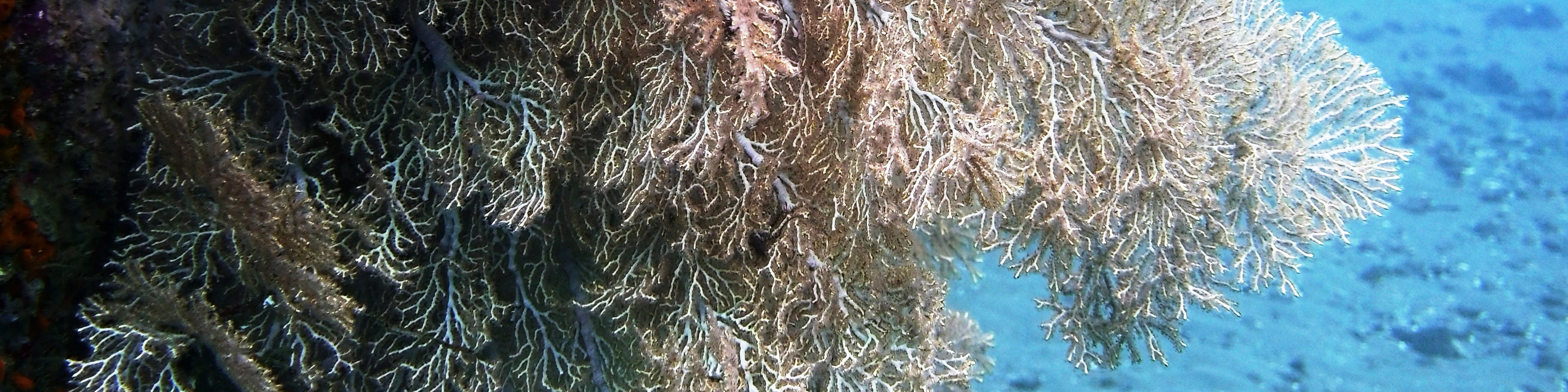 圖蘭奔自由號沉船潛水（PADI五星級潛水中心）