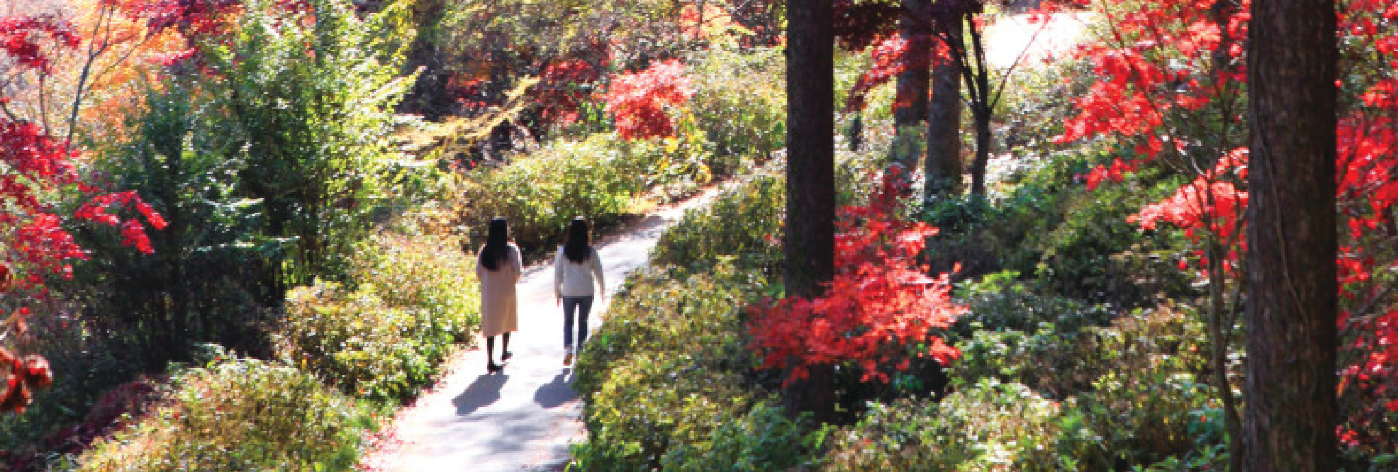 南怡島 (Nami Island) & 伊甸園冰雪世界 (Eobi Ice Valley) & 全景場 (Panorama Field) &  晨靜樹木園 (Morning Calm) 旅遊
