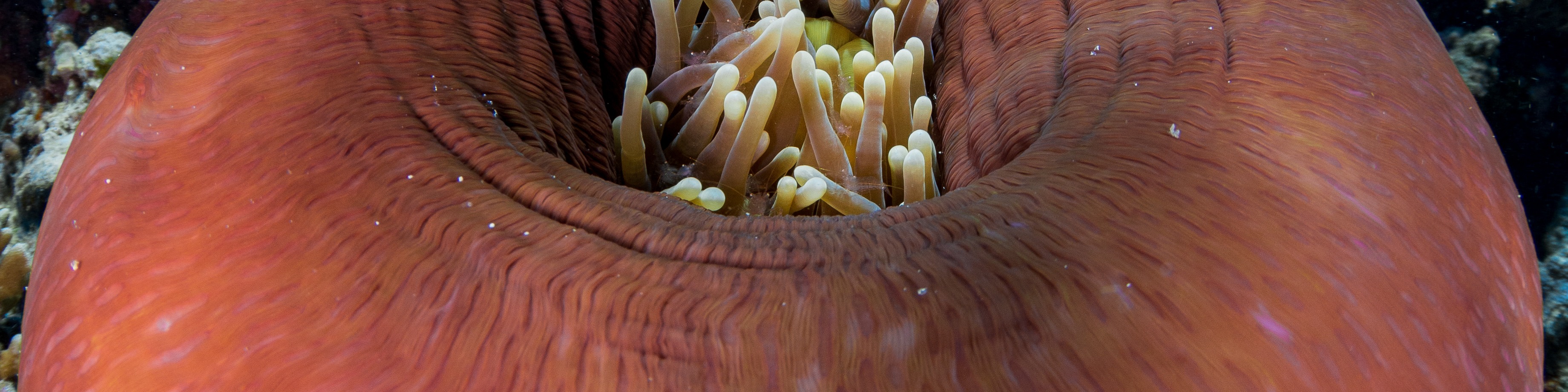 佩母德蘭 PADI 潛水中心體驗潛水