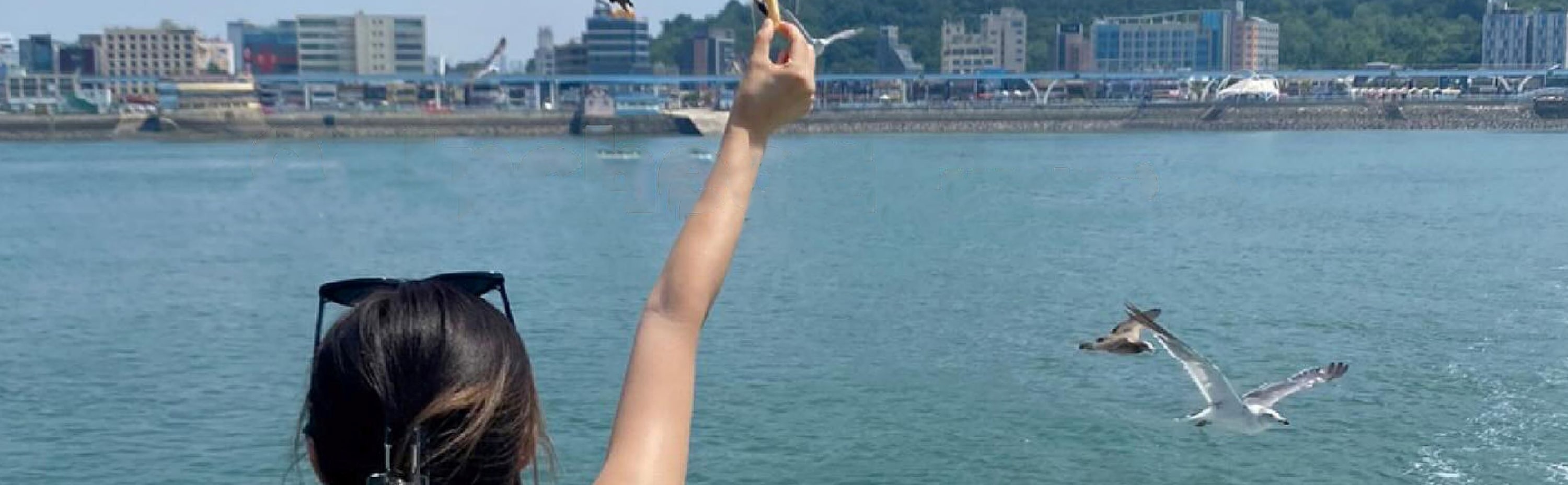 🌊 海鷗們正等著您! 🌊 海鷗們正等著您!