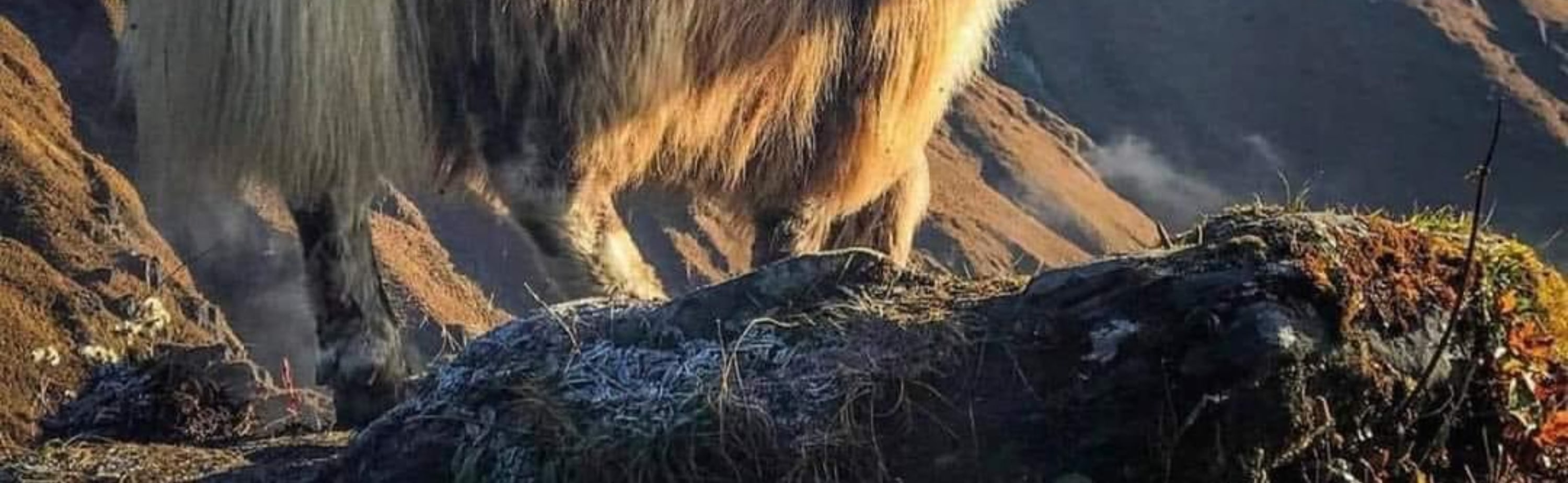 博卡拉：4天馬爾迪喜馬拉雅山徒步之旅