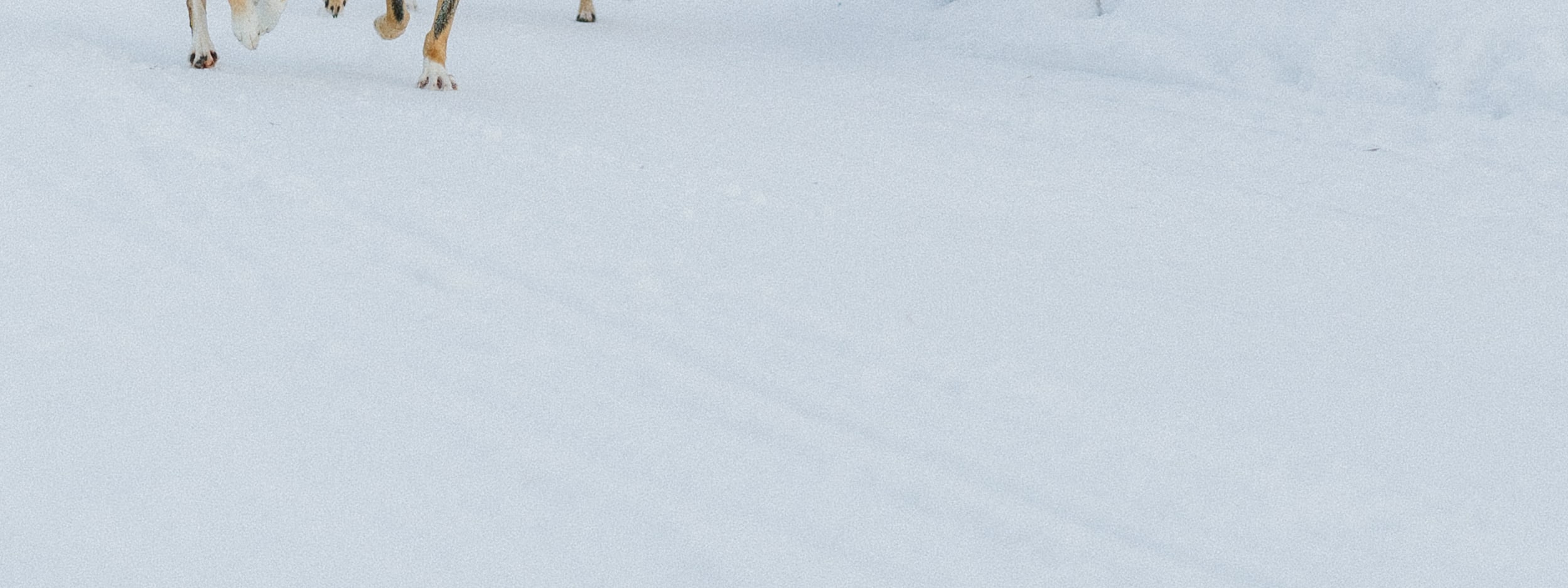 乘坐哈士奇雪橇，體驗5公里雪橇之旅