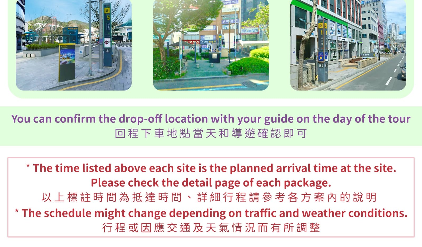 Pohang Space Walk x Cherry Blossom, Guryongpo, Homigot Canola Flower