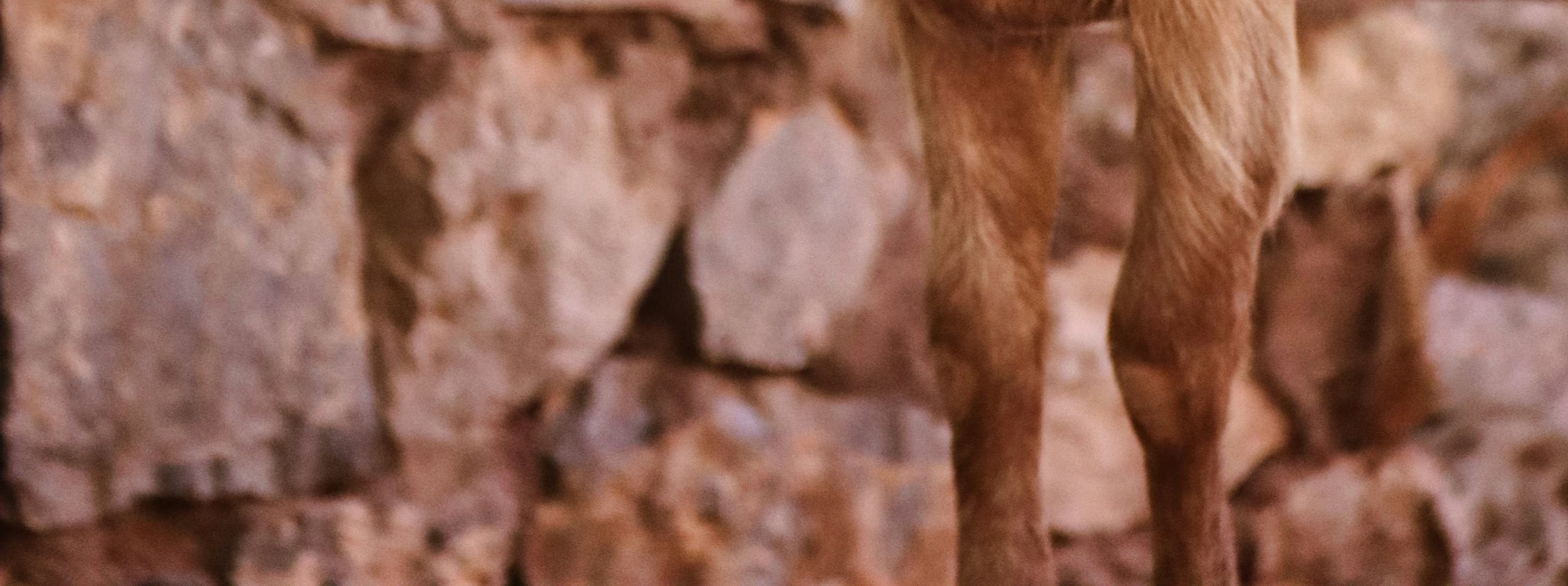 A photogenic goat.